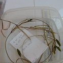 2-7ribbon-leaf_ pondweed 2